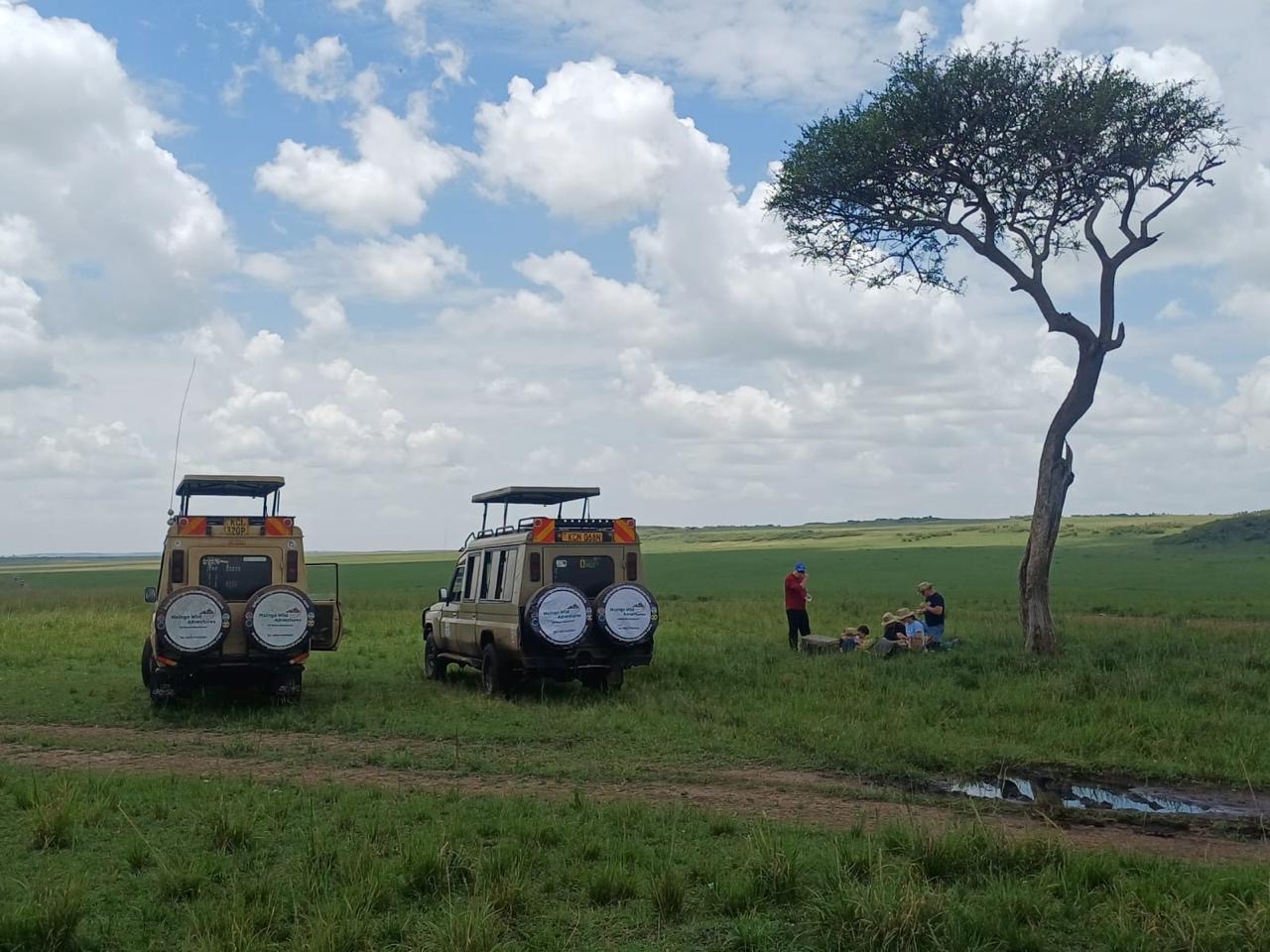Two branded Mzingo safari vehicles and guests at a bush picnic under an acacia on the Masai Mara plains