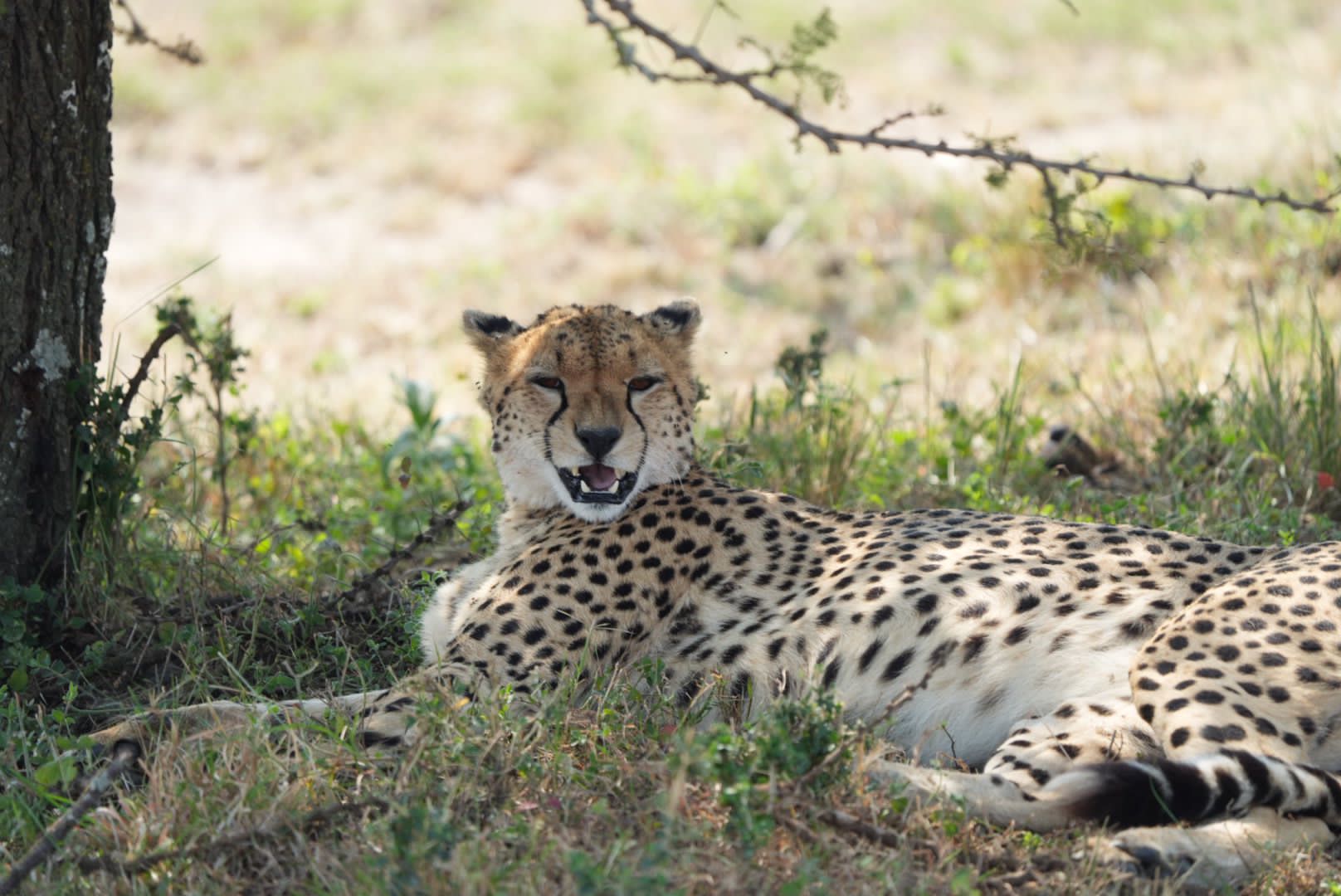 A cheetah resting in the shade of a tree