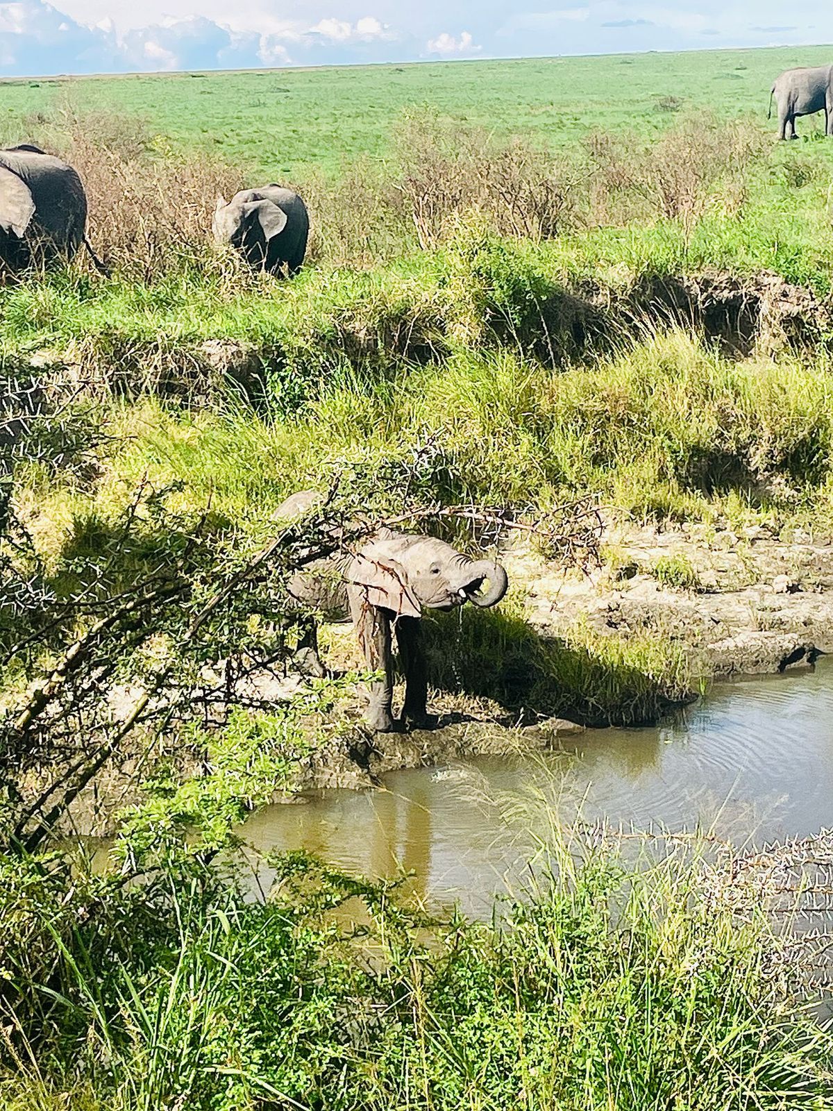 An elephant calf drinking at a waterhole