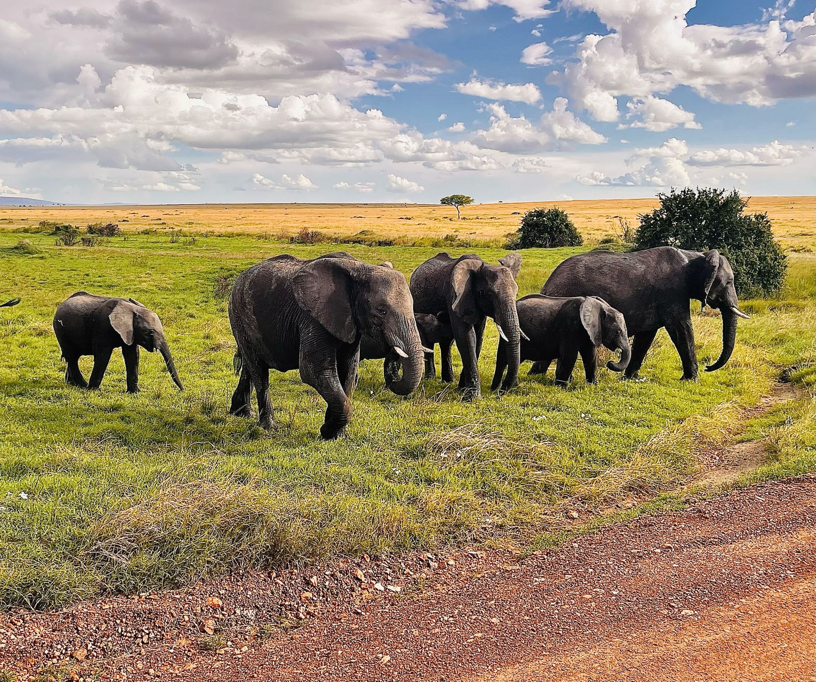 Elephant herd in the Masai Mara