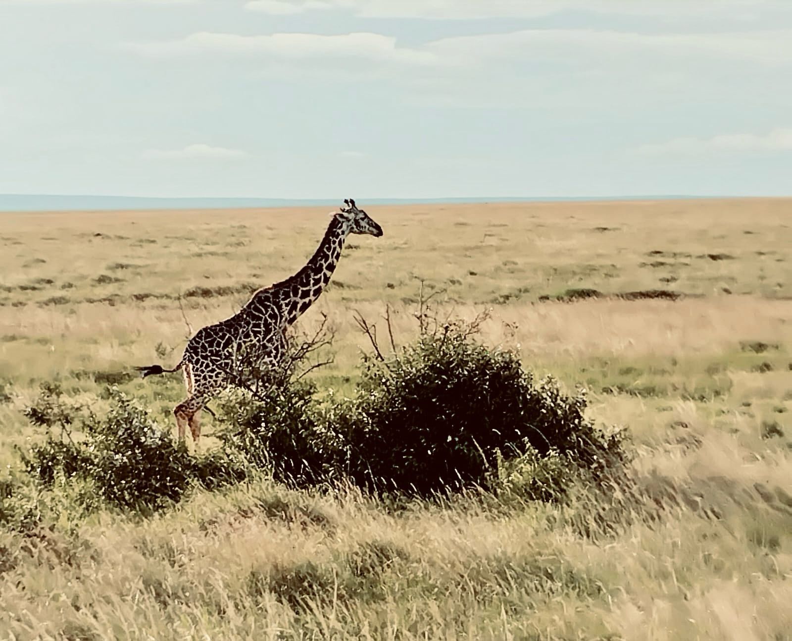 Giraffe in the Masai Mara
