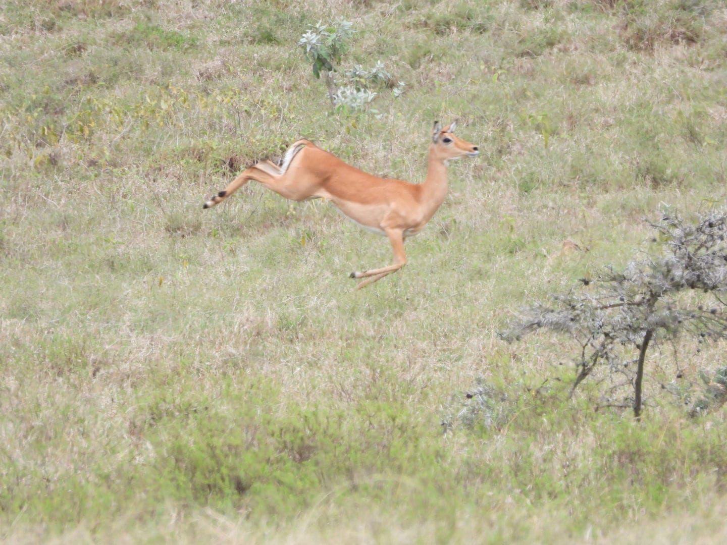 Impala jumping in the Masai Mara