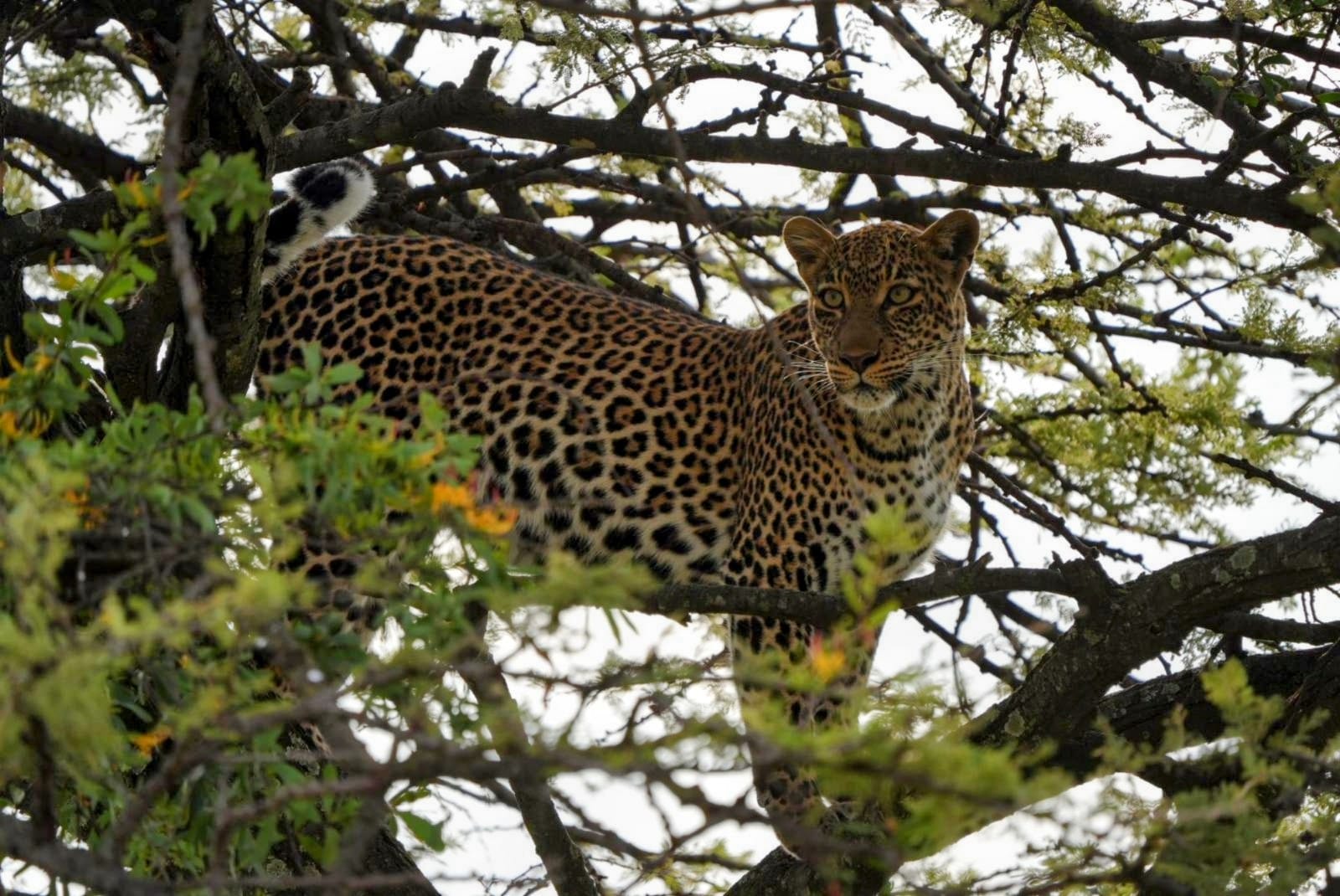 A leopard standing in an acacia tree