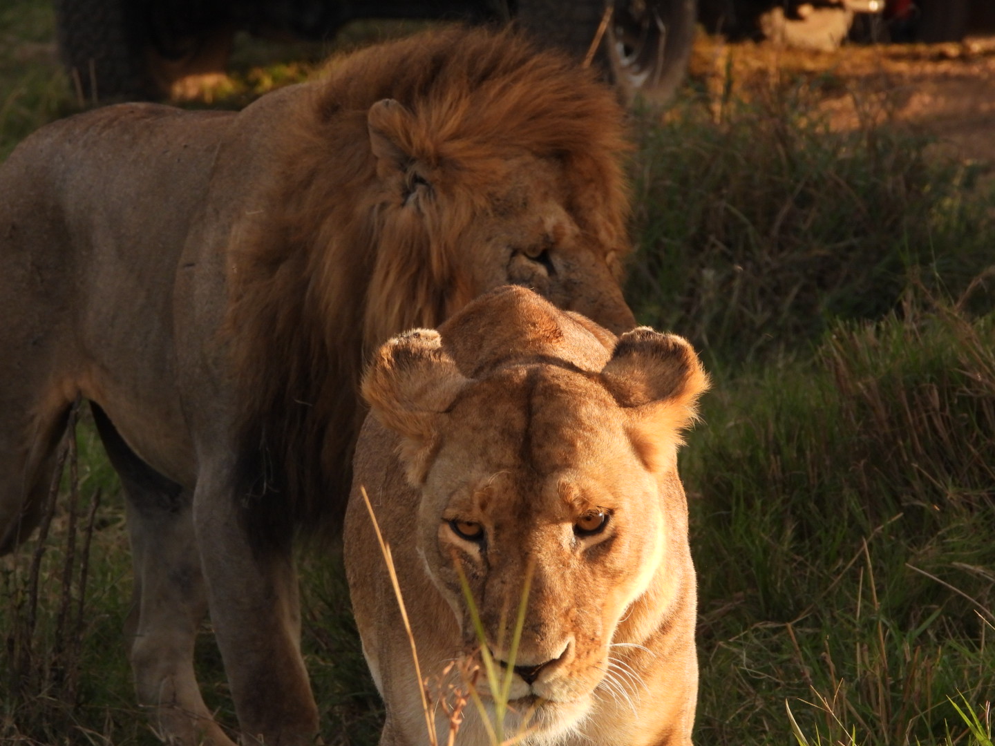 A lion and lioness at golden hour in the Masai Mara