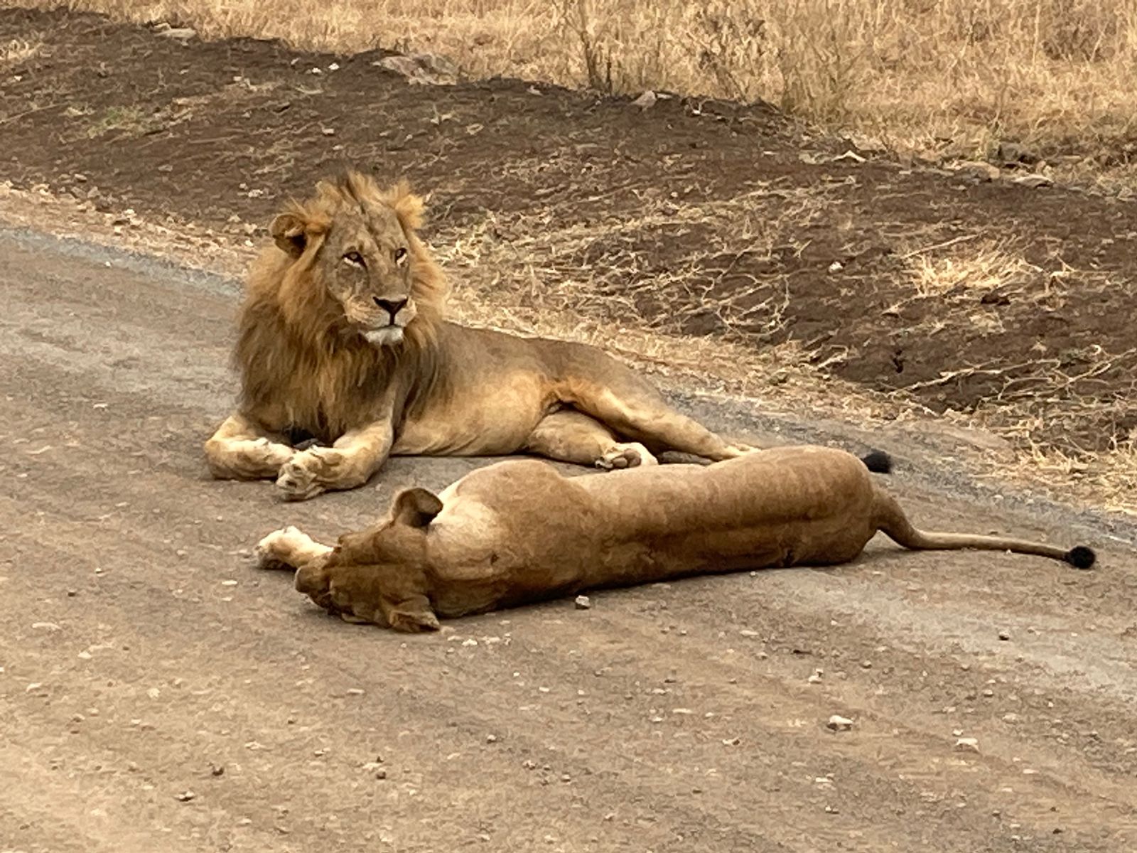 A lion and lioness resting beside the track