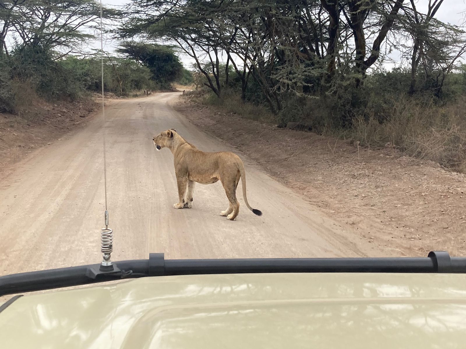 A lioness crossing the track in front of a safari vehicle