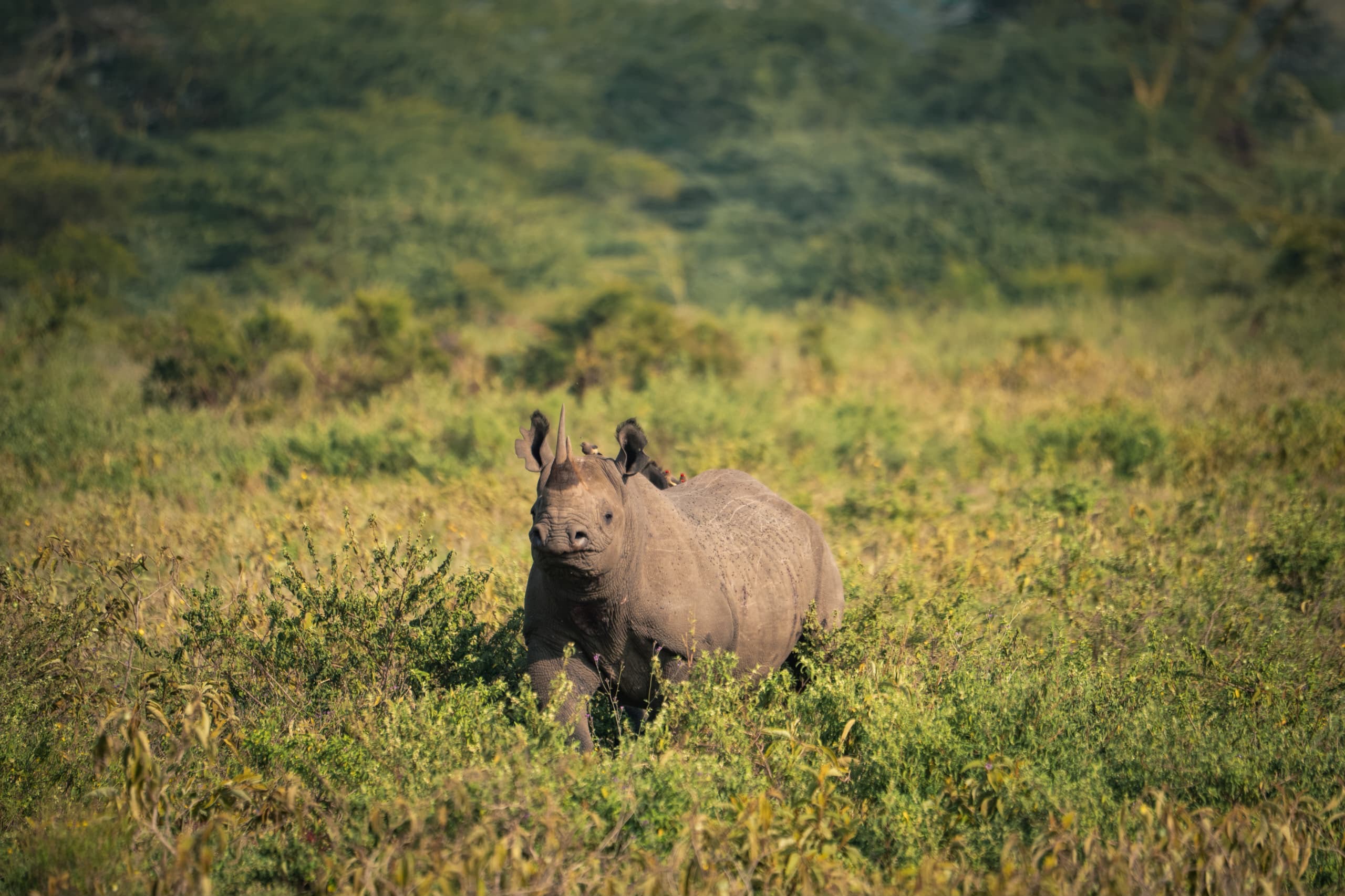 Rhino with oxpeckers in the bush at Lake Nakuru National Park