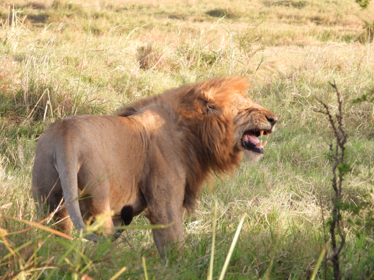 A male lion roaring in the Masai Mara