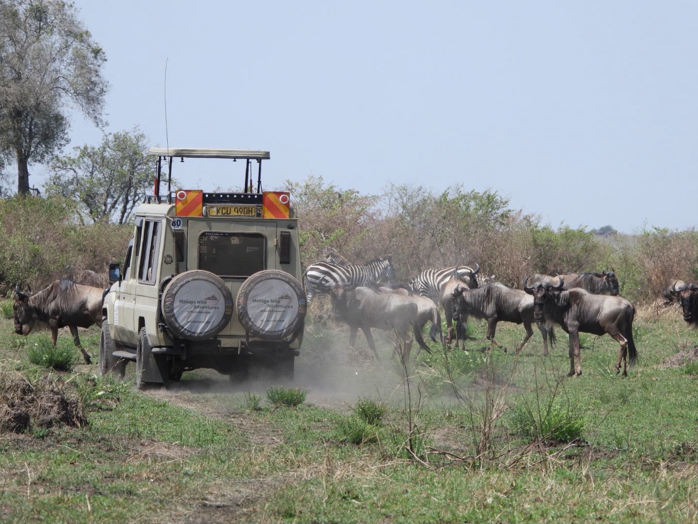 A Mzingo safari vehicle driving through a herd of wildebeest and zebra