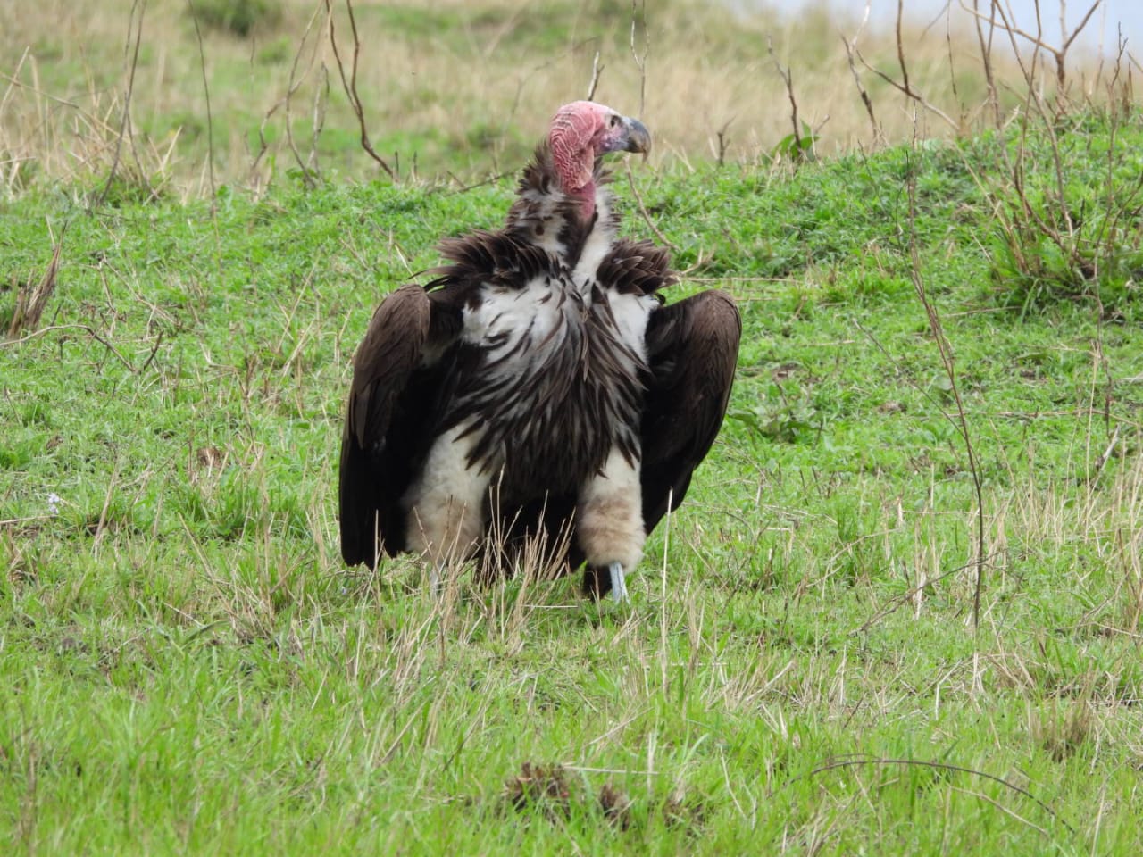 Vulture in the Masai Mara