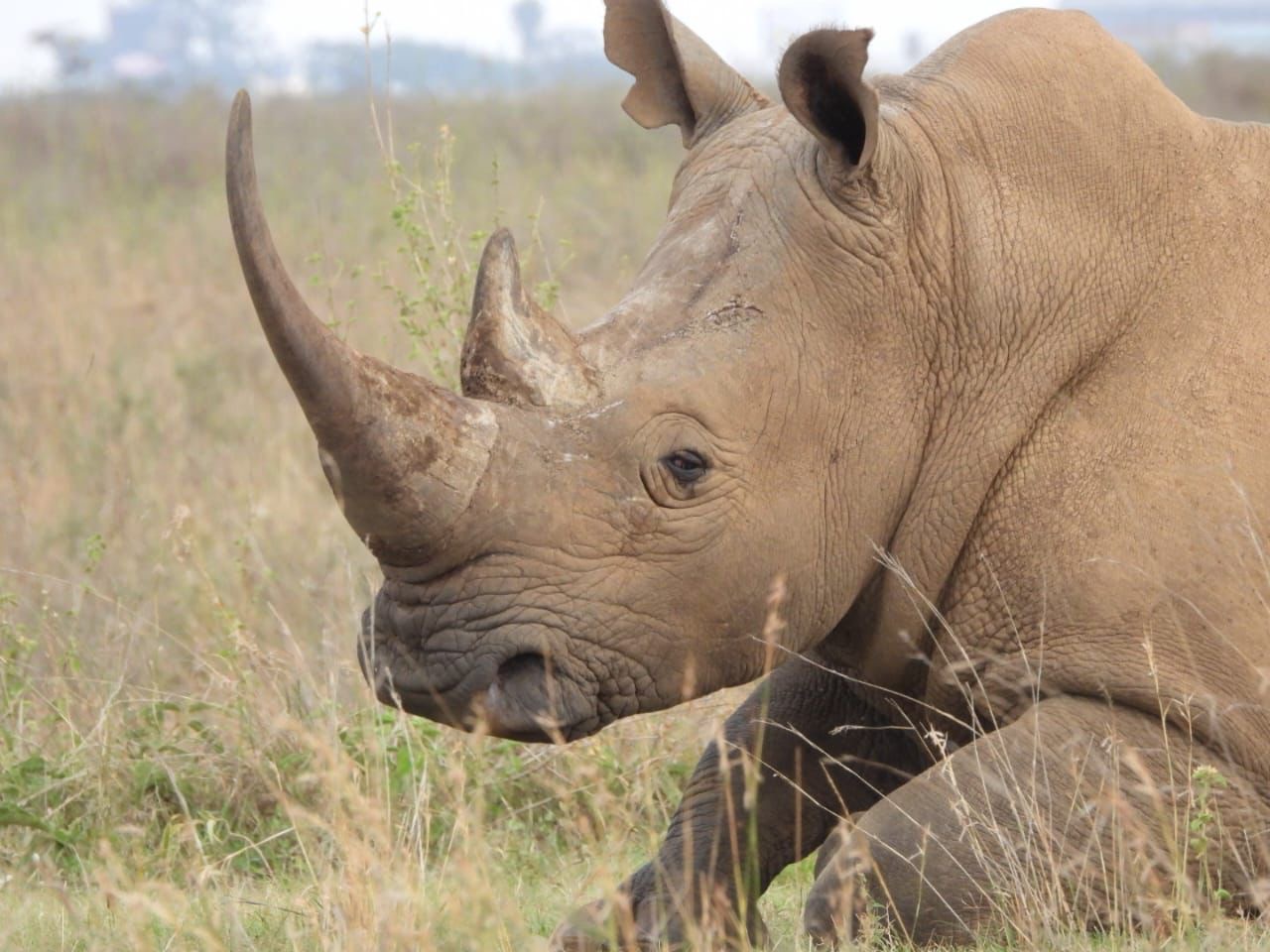 A white rhino at close range in Nairobi National Park