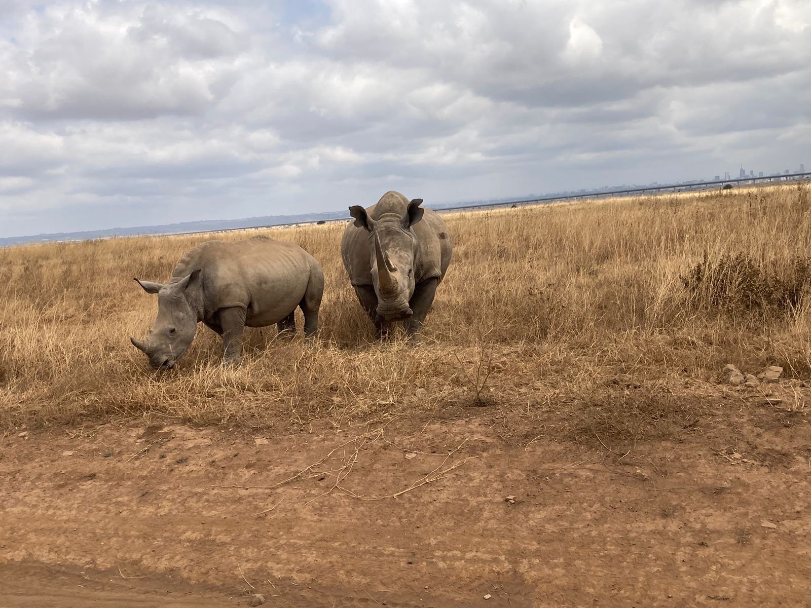 Two white rhinos on the plains of Nairobi National Park