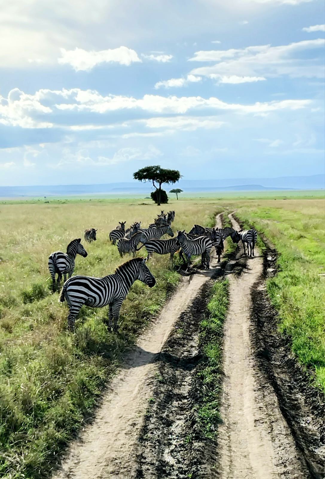 Zebras crossing a track beneath a lone acacia