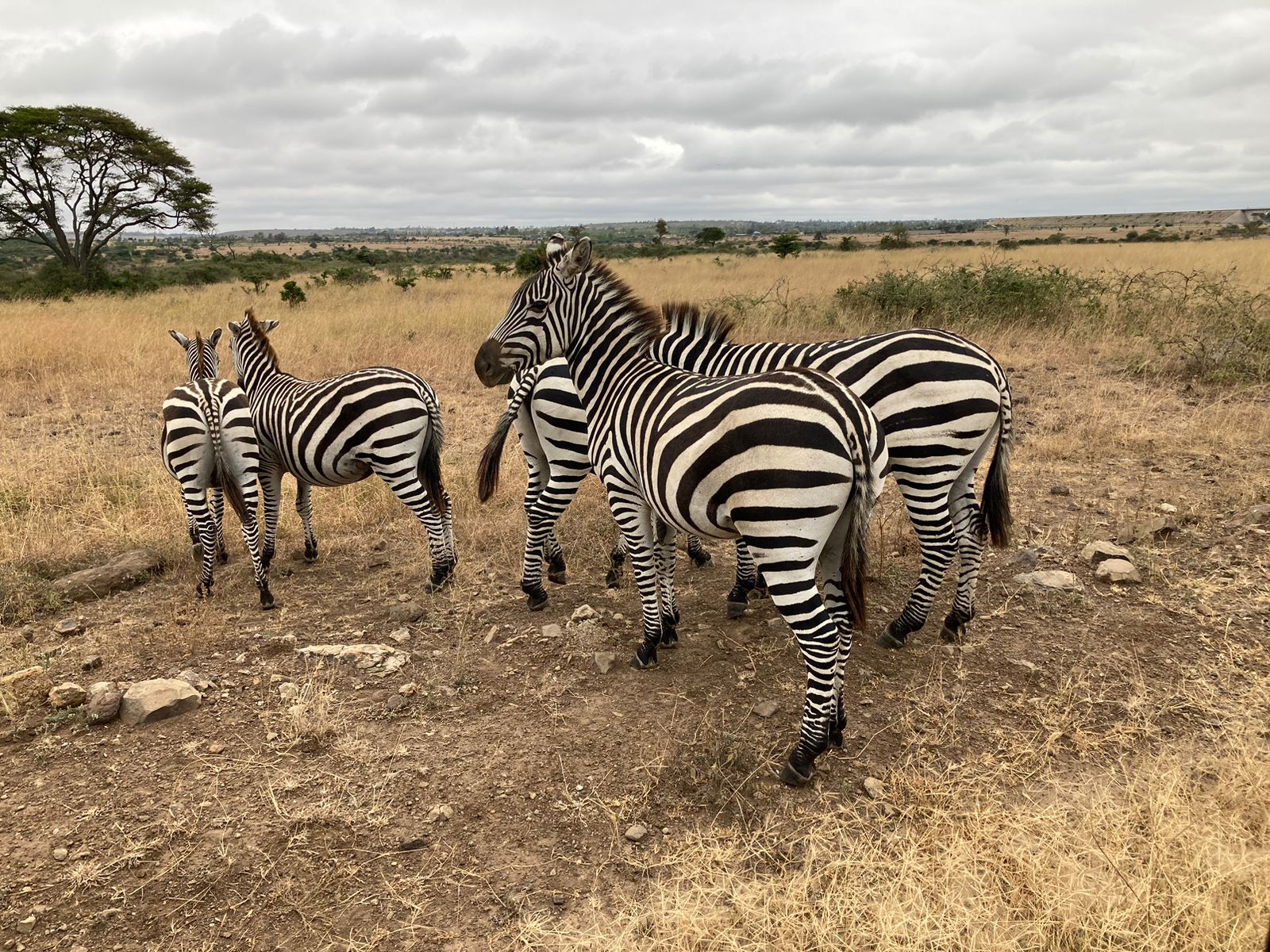 Zebras grazing on the savanna