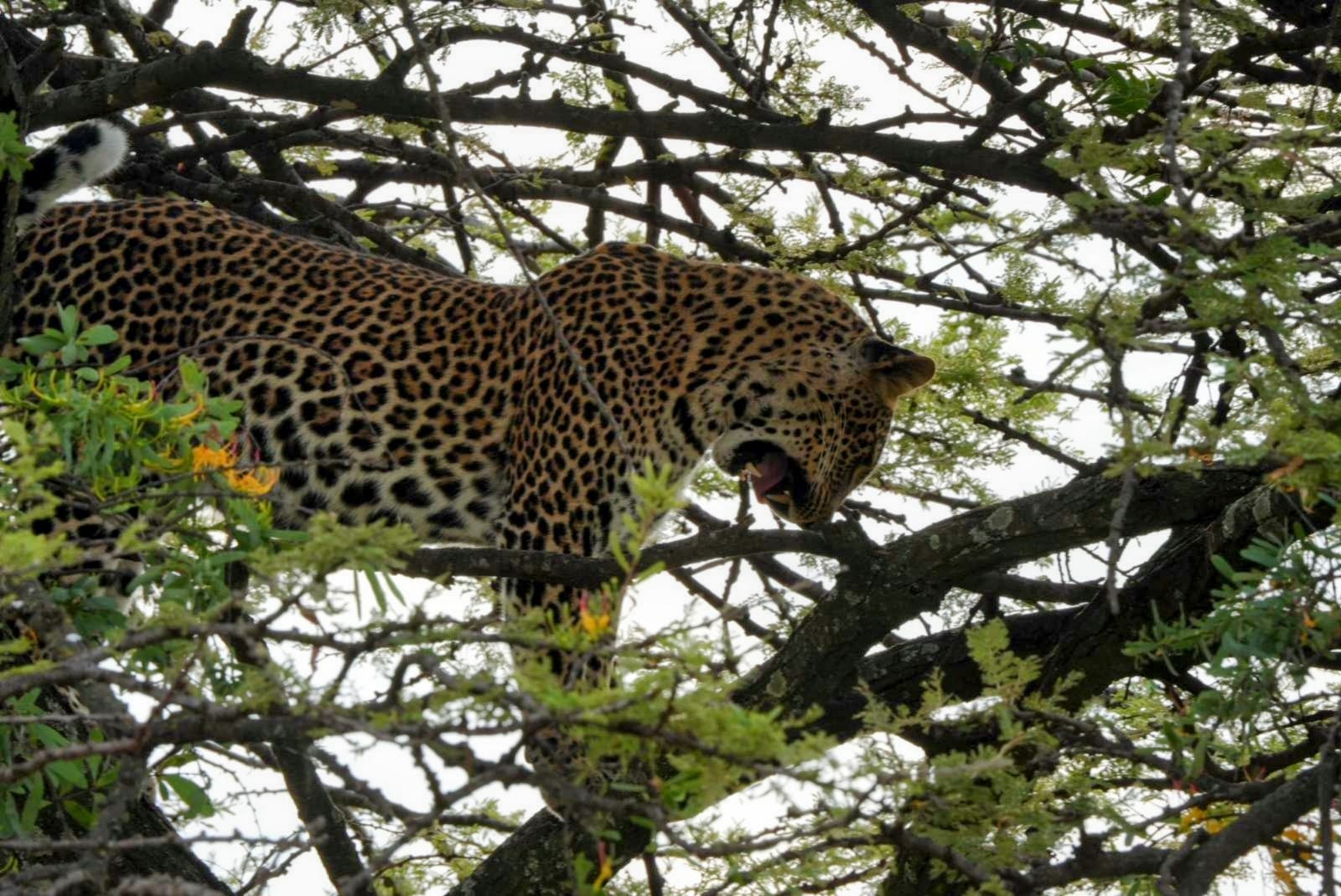 Leopard resting in a tree
