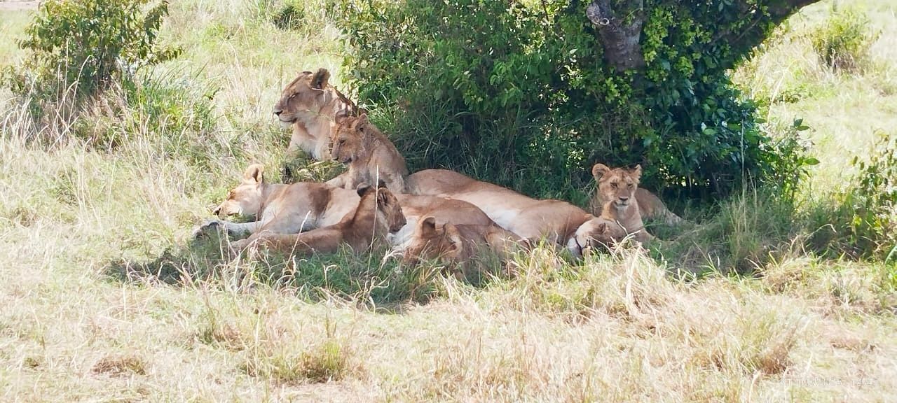 Lions in the Masai Mara