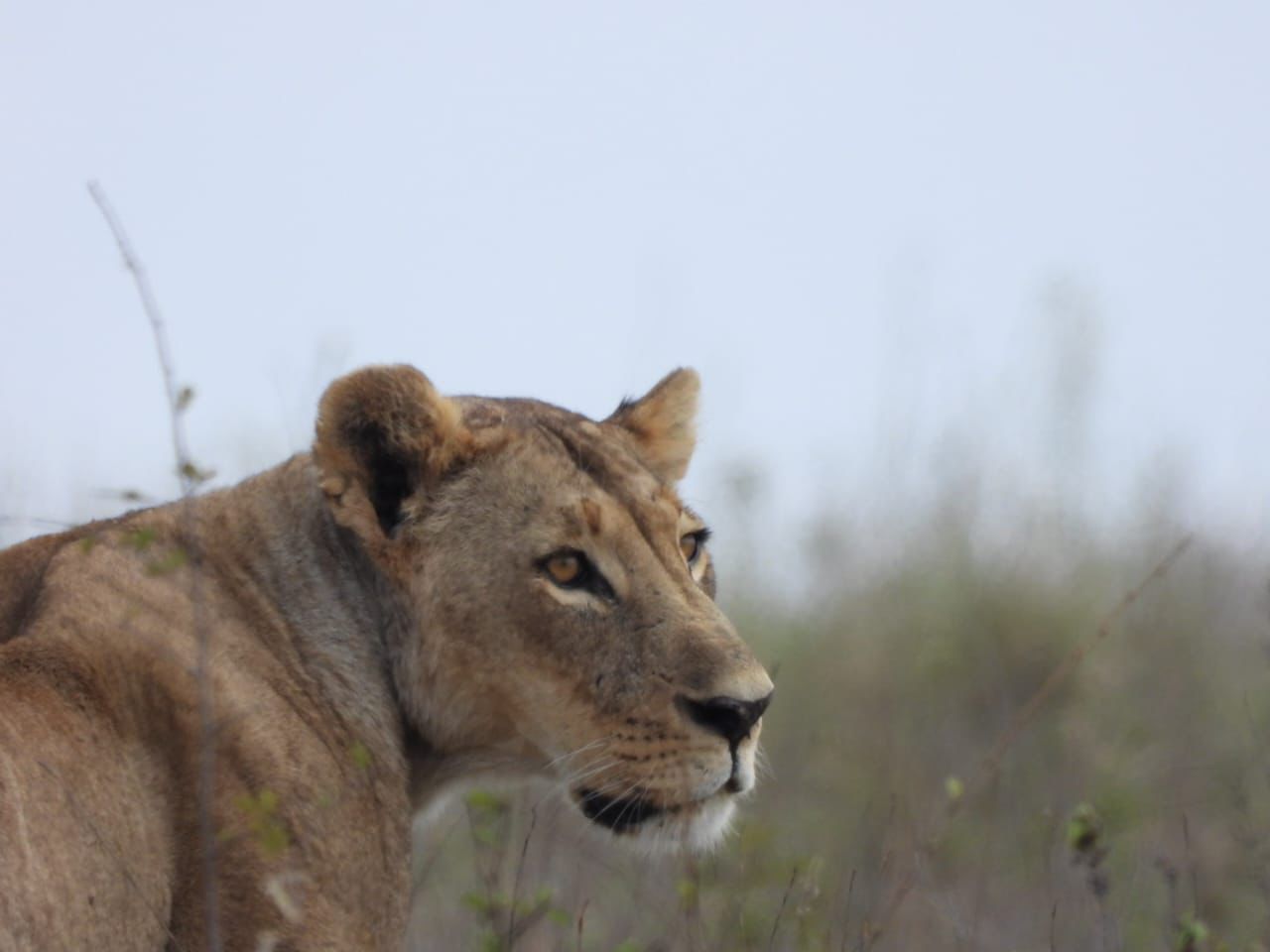 Masai Mara Short Break