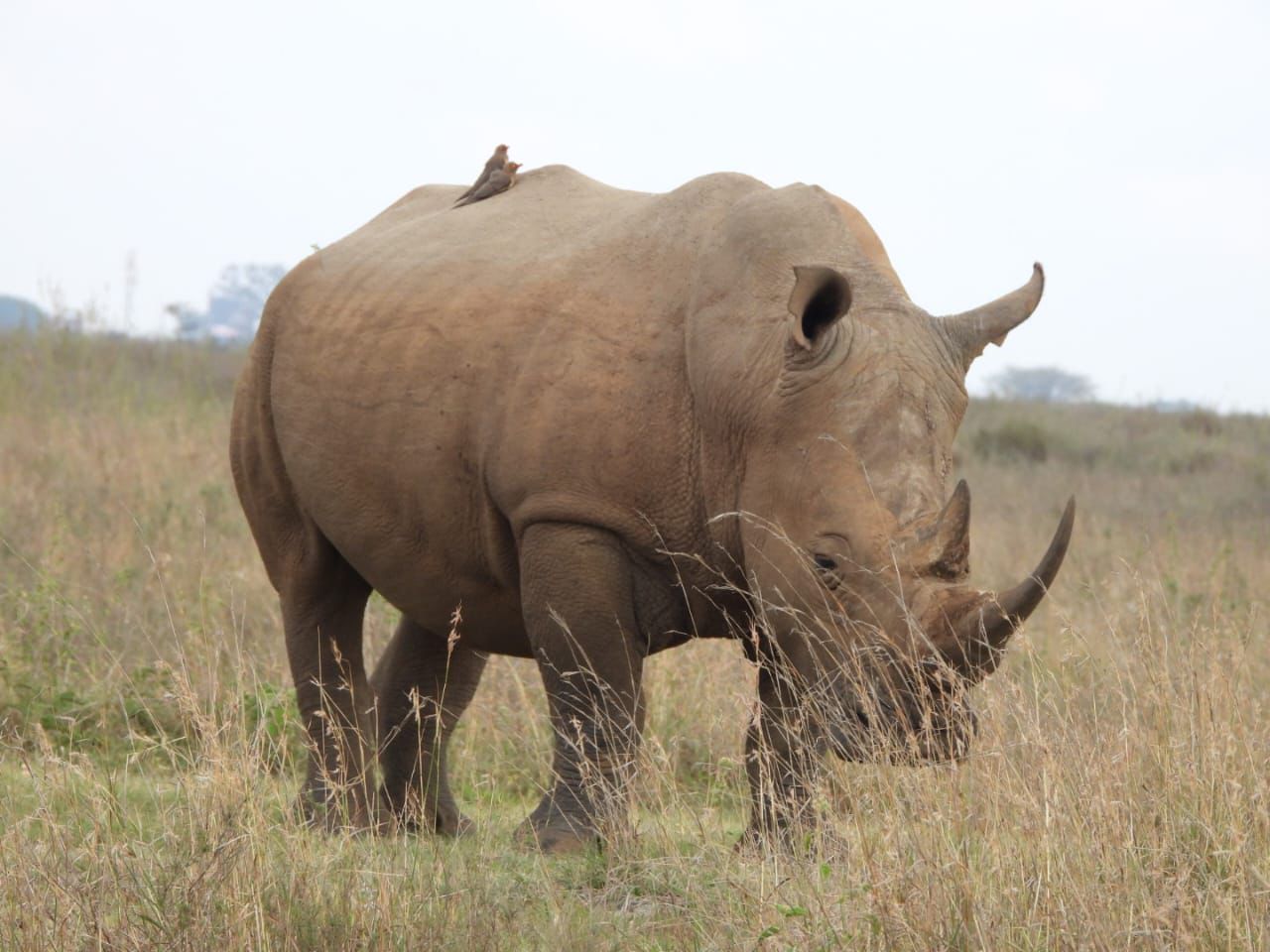White rhino, Nairobi National Park