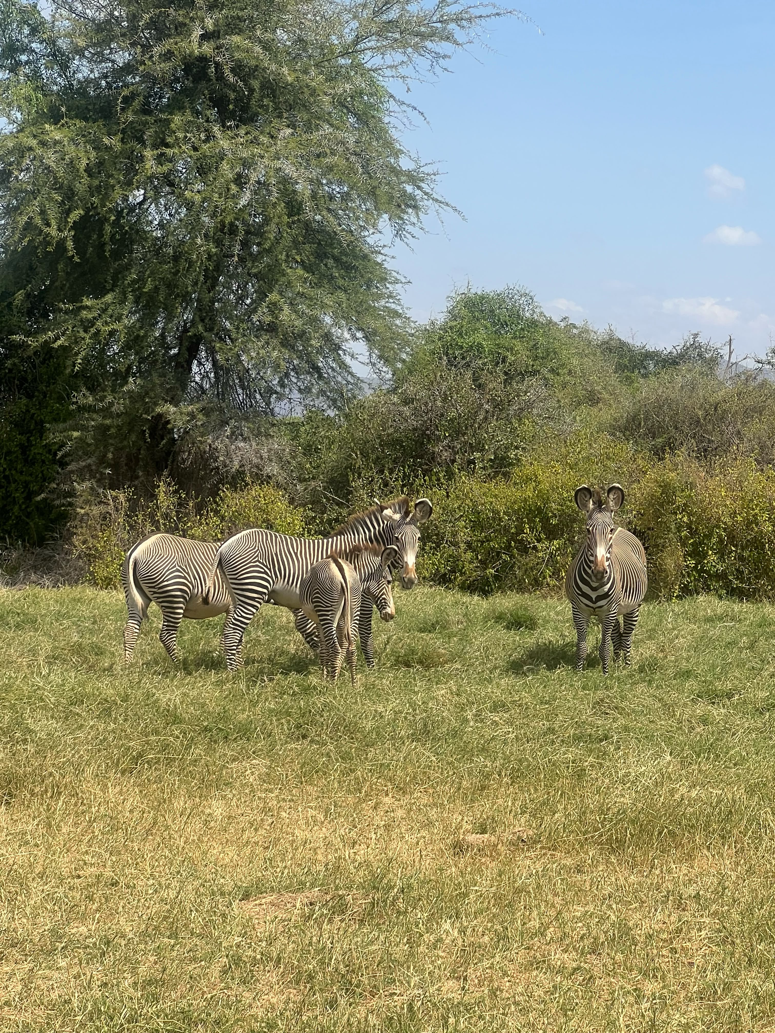 Grévy's zebra in Samburu National Reserve