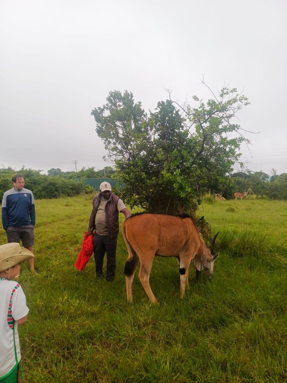 Mzingo guide introducing guests to an eland